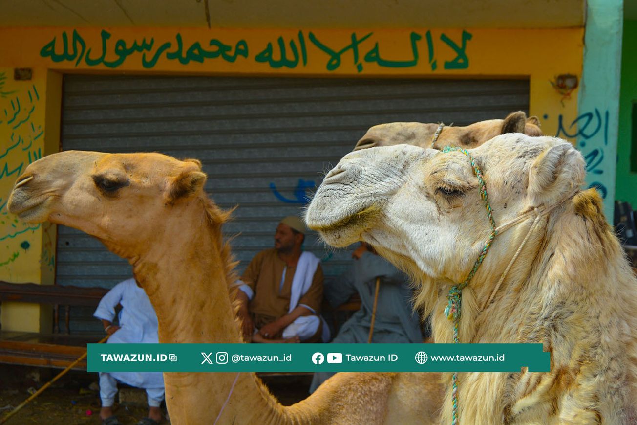 FOTO Ilustrasi kurban, akikah, dan Hadyu. (Unsplash/Mohamad Sameh)